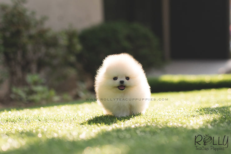 Rolly Teacup Puppies (SOLD to Lyne) Ted - Pomeranian. M.