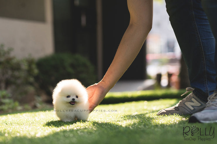 Rolly Teacup Puppies (SOLD to Lyne) Ted - Pomeranian. M.