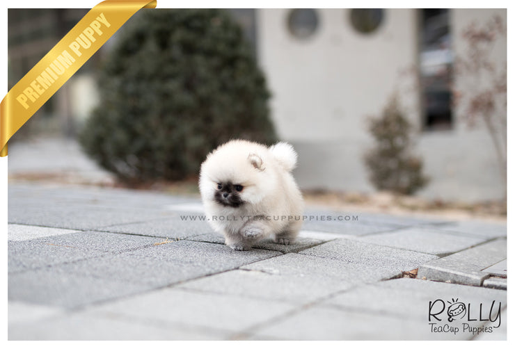 Rolly Teacup Puppies (SOLD to Blanton) Teddy - Pomeranian. M.