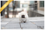 Rolly Teacup Puppies (SOLD to Blanton) Teddy - Pomeranian. M.