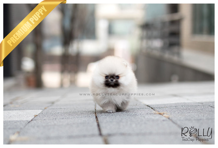 Rolly Teacup Puppies (SOLD to Blanton) Teddy - Pomeranian. M.