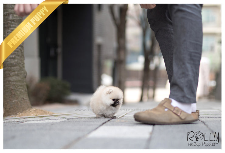 Rolly Teacup Puppies (SOLD to Blanton) Teddy - Pomeranian. M.