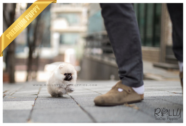 Rolly Teacup Puppies (SOLD to Blanton) Teddy - Pomeranian. M.