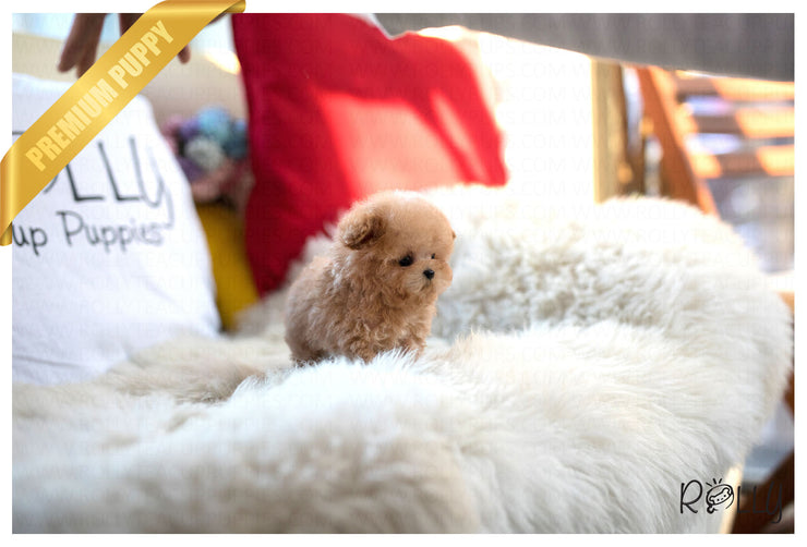 Rolly Teacup Puppies (Purchsed by Shah) Teddy - Poodle. M.