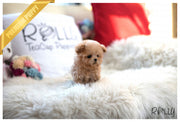 Rolly Teacup Puppies (Purchsed by Shah) Teddy - Poodle. M.