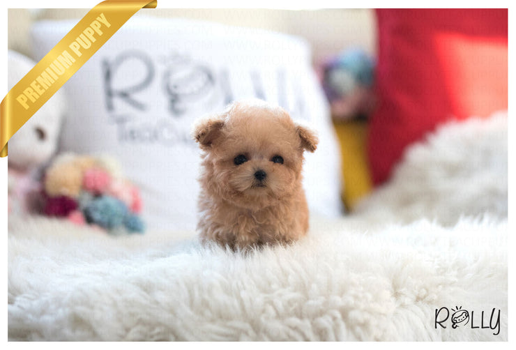 Rolly Teacup Puppies (Purchsed by Shah) Teddy - Poodle. M.