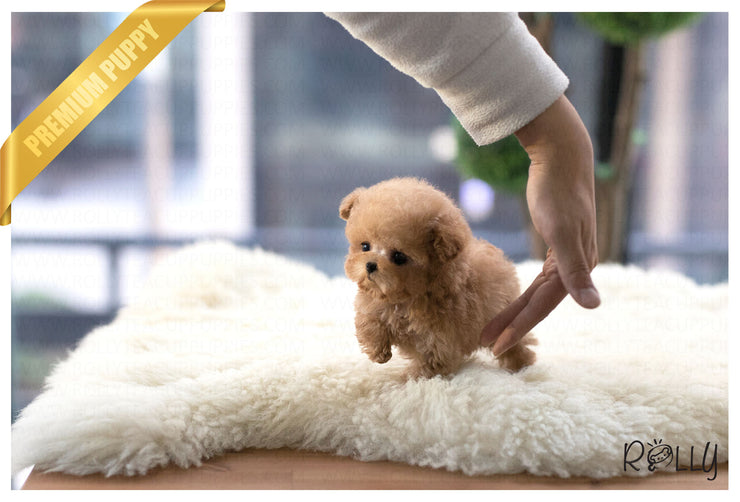 Rolly Teacup Puppies (Purchsed by Shah) Teddy - Poodle. M.
