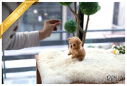 Rolly Teacup Puppies (Purchsed by Shah) Teddy - Poodle. M.