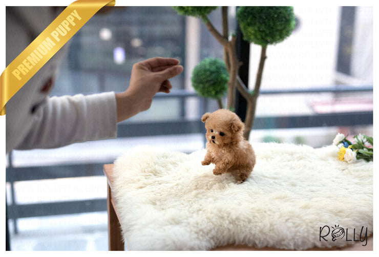 Rolly Teacup Puppies (Purchsed by Shah) Teddy - Poodle. M.