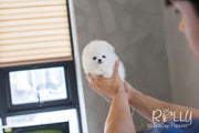 Rolly Teacup Puppies Tiffany - Pomeranian.