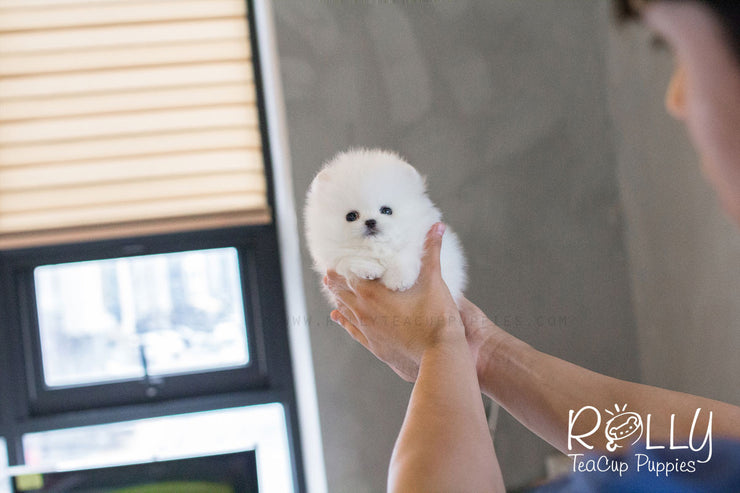 Rolly Teacup Puppies Tiffany - Pomeranian.