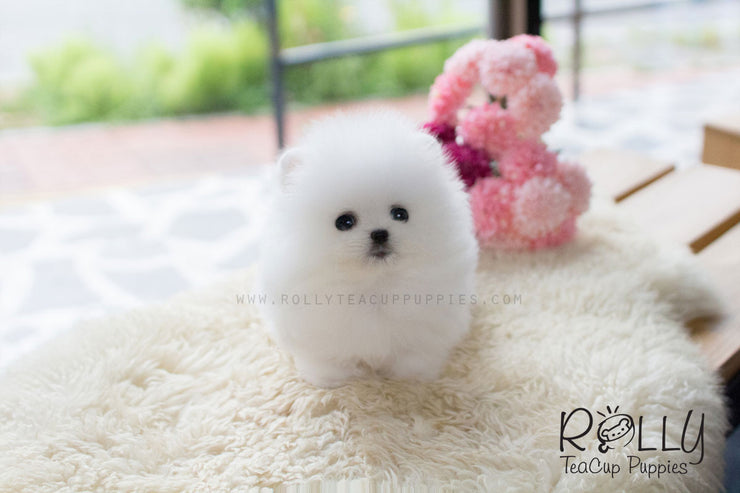 Rolly Teacup Puppies Tiffany - Pomeranian.