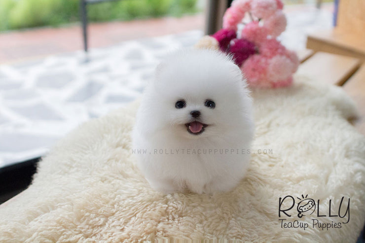 Rolly Teacup Puppies Tiffany - Pomeranian.