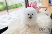 Rolly Teacup Puppies Tiffany - Pomeranian.