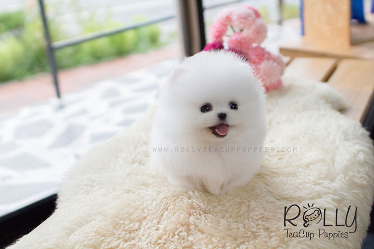 Rolly Teacup Puppies Tiffany - Pomeranian.