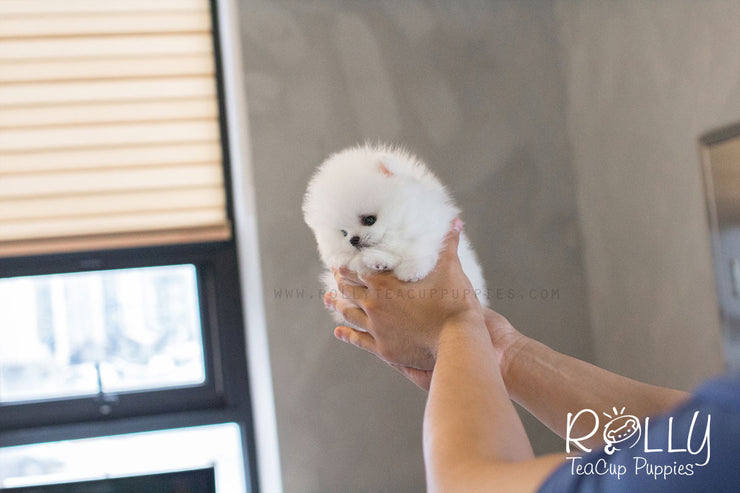 Rolly Teacup Puppies Tiffany - Pomeranian.