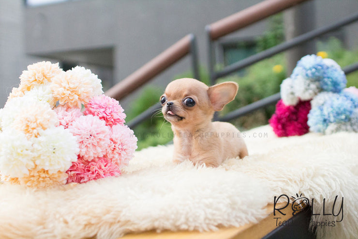 Rolly Teacup Puppies Tini - Chihuahua.