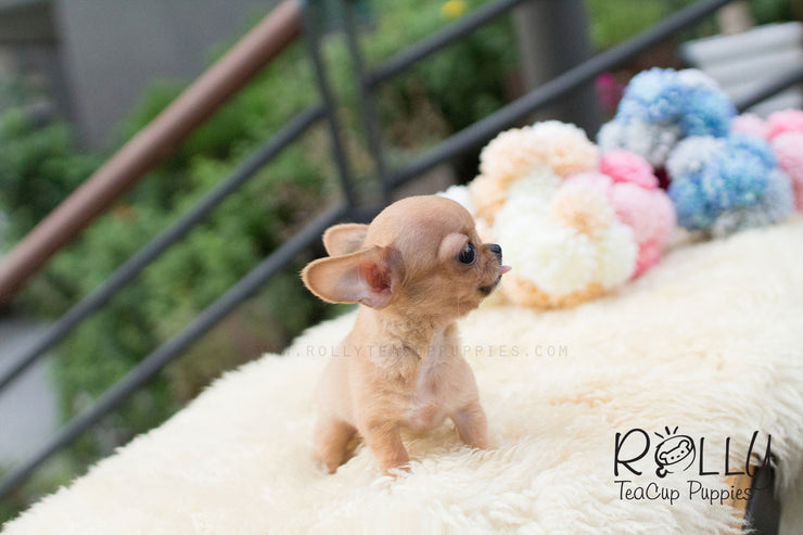 Rolly Teacup Puppies Tini - Chihuahua.