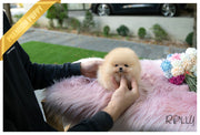 Rolly Teacup Puppies (Purchased by Santa) Tinkerbell - Pomeranian. F.