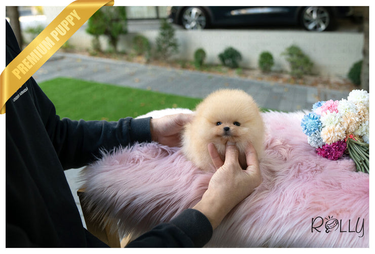 Rolly Teacup Puppies (Purchased by Santa) Tinkerbell - Pomeranian. F.