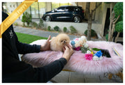Rolly Teacup Puppies (Purchased by Santa) Tinkerbell - Pomeranian. F.