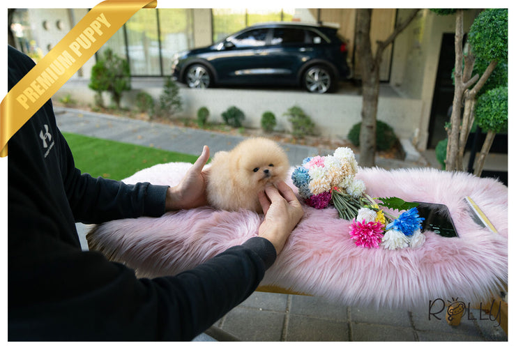 Rolly Teacup Puppies (Purchased by Santa) Tinkerbell - Pomeranian. F.