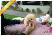 Rolly Teacup Puppies (Purchased by Santa) Tinkerbell - Pomeranian. F.