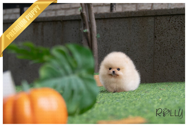 Rolly Teacup Puppies (Purchased by Santa) Tinkerbell - Pomeranian. F.
