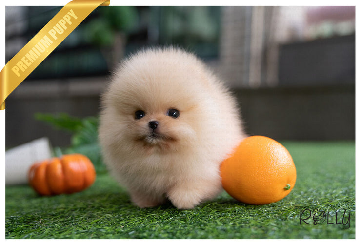 Rolly Teacup Puppies (Purchased by Santa) Tinkerbell - Pomeranian. F.