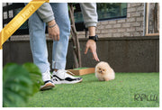 Rolly Teacup Puppies (Purchased by Santa) Tinkerbell - Pomeranian. F.