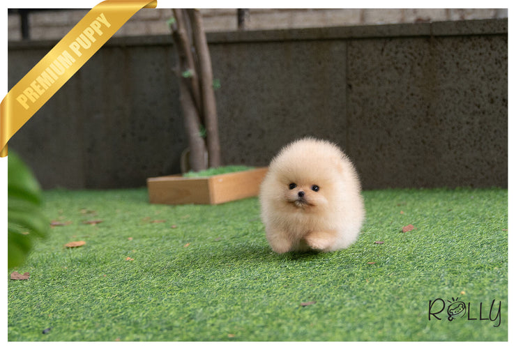 Rolly Teacup Puppies (Purchased by Santa) Tinkerbell - Pomeranian. F.
