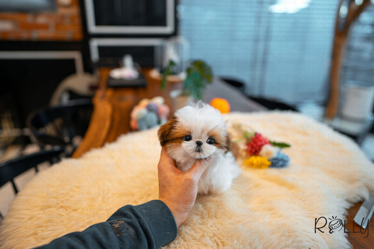 Rolly Teacup Puppies (Purchased by Morrison) Tiramisu - Shih Tzu. F.