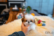 Rolly Teacup Puppies (Purchased by Morrison) Tiramisu - Shih Tzu. F.