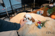 Rolly Teacup Puppies (Purchased by Morrison) Tiramisu - Shih Tzu. F.