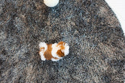 Rolly Teacup Puppies (Purchased by Morrison) Tiramisu - Shih Tzu. F.