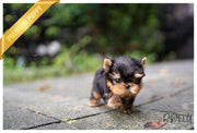 Rolly Teacup Puppies (Purchased by Copeland) TITAN - Yorkie. M.