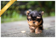 Rolly Teacup Puppies (Purchased by Copeland) TITAN - Yorkie. M.