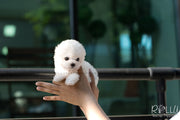 Rolly Teacup Puppies (SOLD to Jane) Toby - Bichon Frise. M.