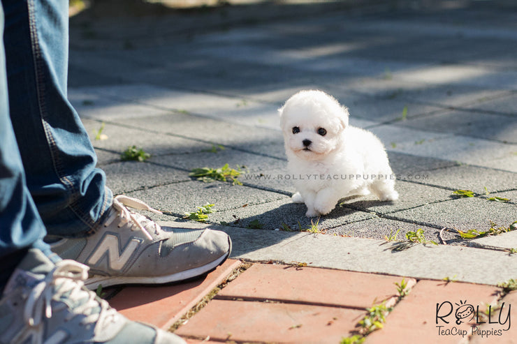 Rolly Teacup Puppies (SOLD to Jane) Toby - Bichon Frise. M.