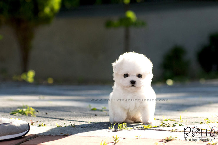 Rolly Teacup Puppies (SOLD to Jane) Toby - Bichon Frise. M.