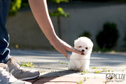 Rolly Teacup Puppies (SOLD to Jane) Toby - Bichon Frise. M.