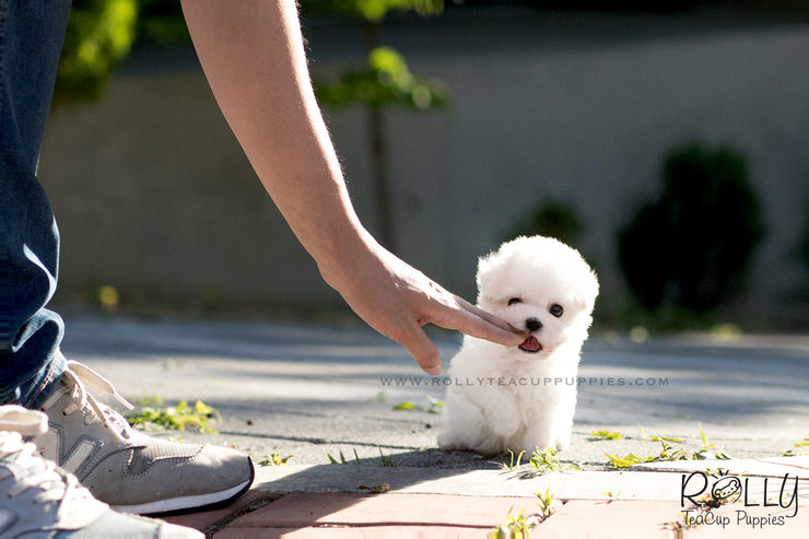 Rolly Teacup Puppies (SOLD to Jane) Toby - Bichon Frise. M.