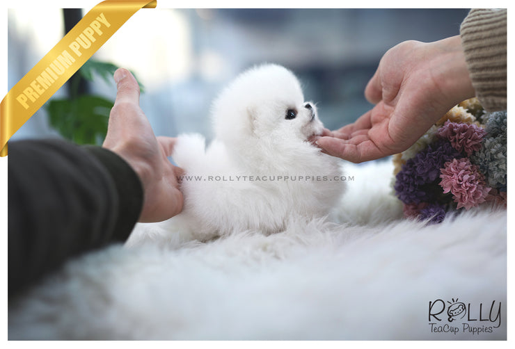 Rolly Teacup Puppies (SOLD to Fraccari)Toby - Pomeranian. M.