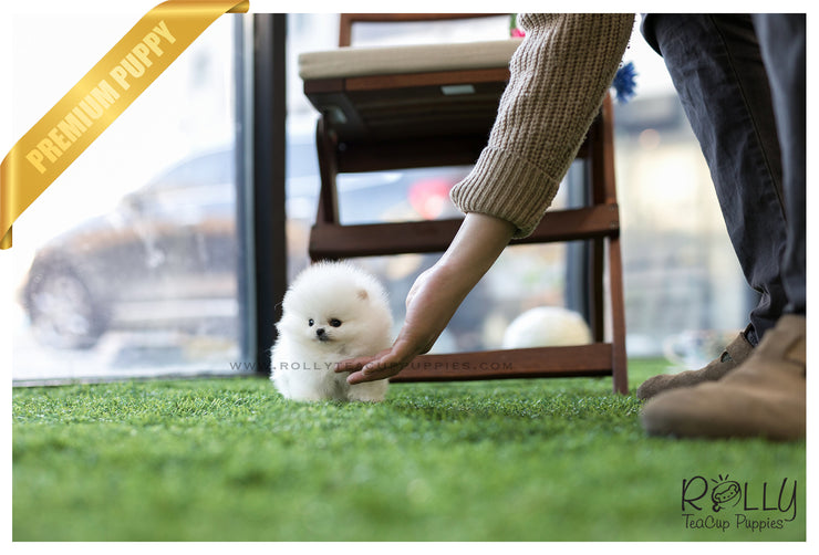 Rolly Teacup Puppies (SOLD to Fraccari)Toby - Pomeranian. M.