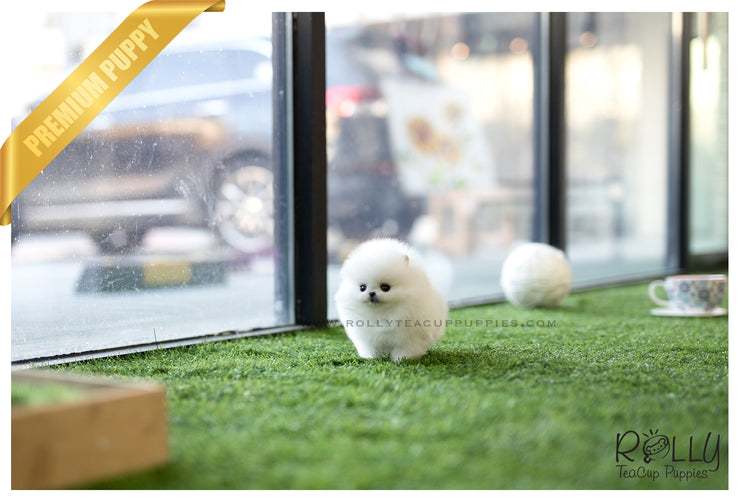 Rolly Teacup Puppies (SOLD to Fraccari)Toby - Pomeranian. M.