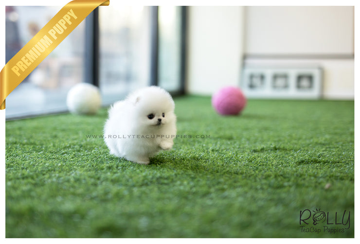 Rolly Teacup Puppies (SOLD to Fraccari)Toby - Pomeranian. M.