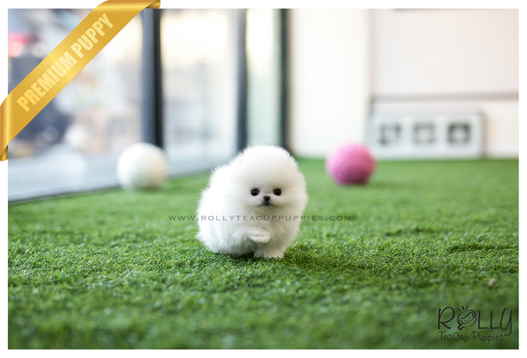 Rolly Teacup Puppies (SOLD to Fraccari)Toby - Pomeranian. M.