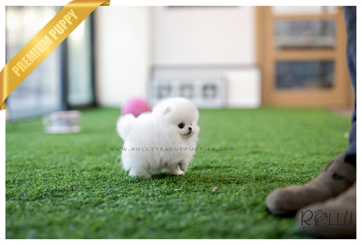 Rolly Teacup Puppies (SOLD to Fraccari)Toby - Pomeranian. M.