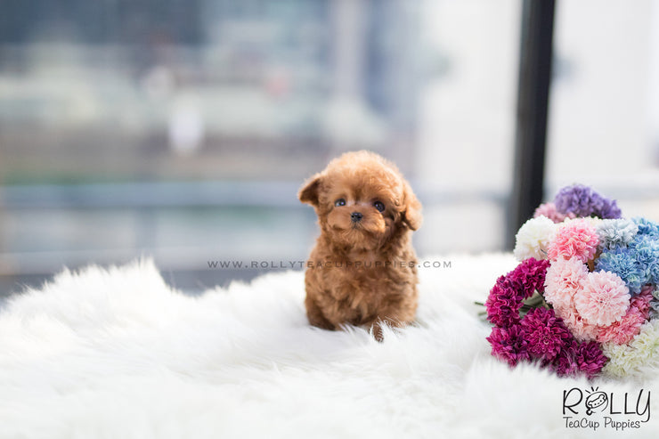 Rolly Teacup Puppies (SOLD to Martin) Toby - Poodle. M.