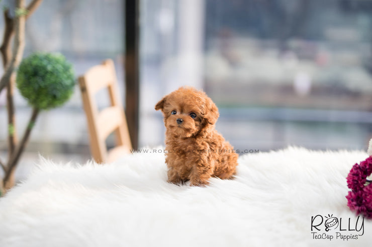 Rolly Teacup Puppies (SOLD to Martin) Toby - Poodle. M.
